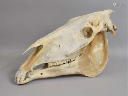 An Early 20th Century Horses Skull Veterinarian Teaching Aid...