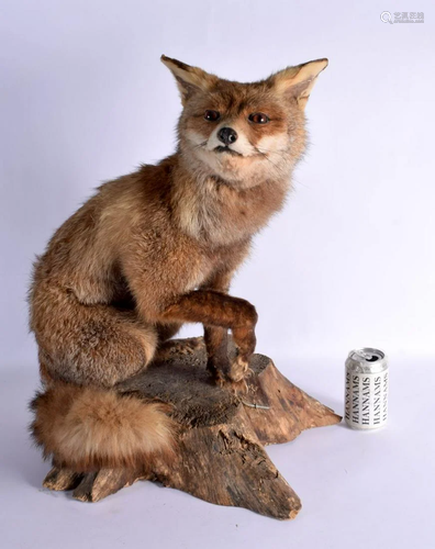 A LATE VICTORIAN TAXIDERMY FOX. 60 cm x 30 cm.