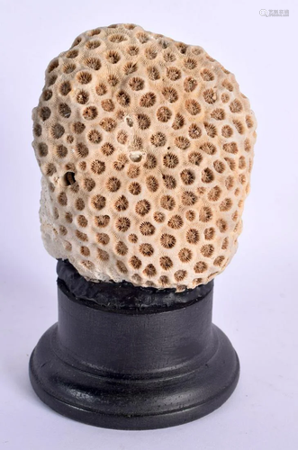 A TAXIDERMY CORAL SPECIMEN 14 cm high.