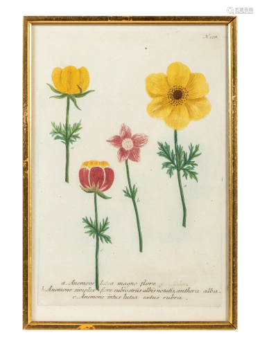 A Set of Six Hand-Colored Botanical Engravings