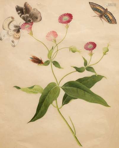 Chinese School, circa 1800/Botanical Study with Butterflies/...