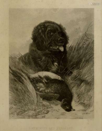 Richard Ansdell RA, 1815-1885, four engravings of gun dogs w...