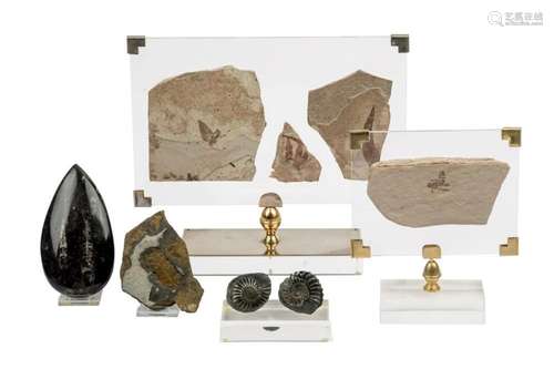 Fossils collection