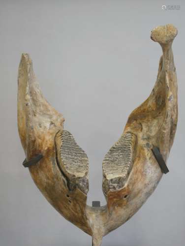 Mandibule de mammouth fossilisée. 66 x 48 x 35 cm environHau...