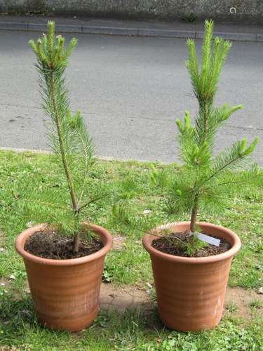 A pair of contemporary terracotta planters of circular taper...