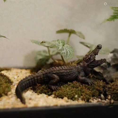 Japanese Bronze Animal Sculpture - Crocodile