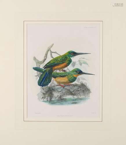 Johannes Gerardus Keulemans - 'Galbula Viridis' (Natural His...