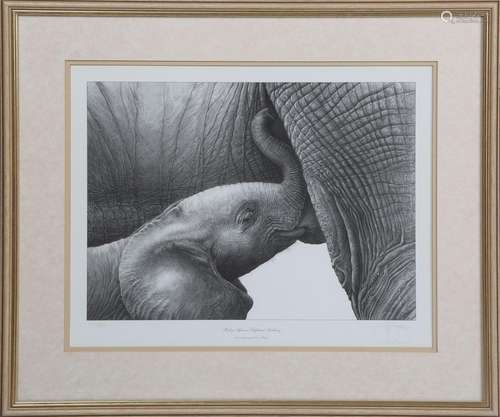 Gary Hodges - 'Baby African Elephant Suckling', 20th century...