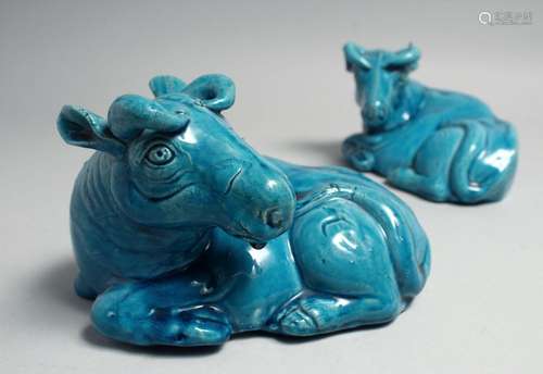 A PAIR OF CHINESE TURQUOISE GLAZED PORCELAIN FIGURES OF OXEN...