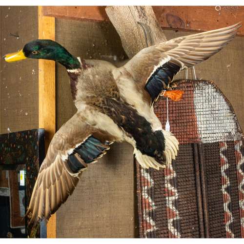 Taxidermy mallard duck modeled in flight