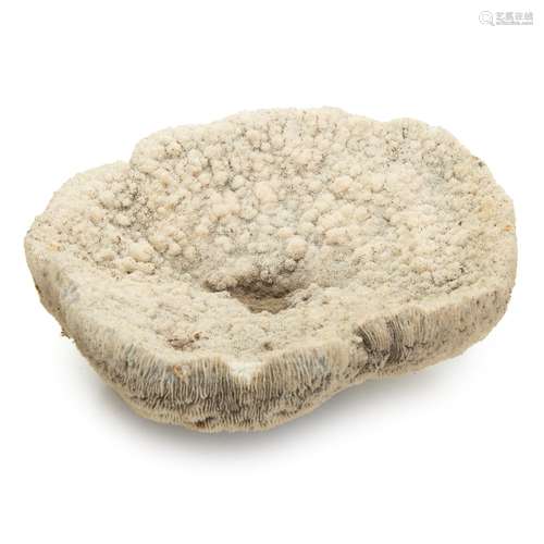 BRAIN CORAL SPECIMEN