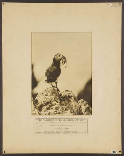 Frances Pitt, British 1888-1964- Puffin with Food for Young;...