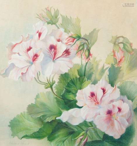 Edward Hurst, American 1912-1972- Pelargoniums; watercolour ...