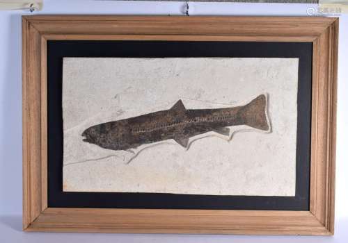 A LARGE PREHISTORIC FOSSILIZED GREEN RIVER FORMATION FISH. 9...