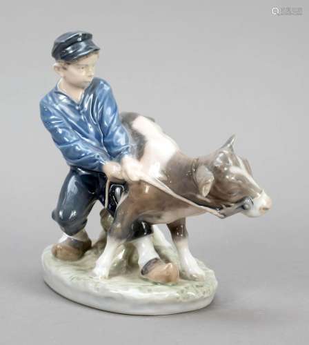 Boy fighting with a calf, Royal Cop