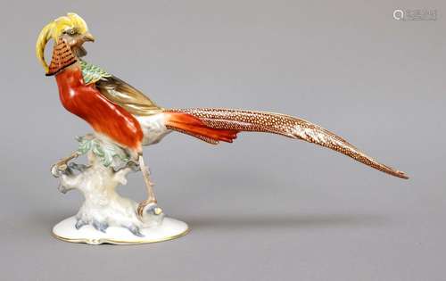 Gold pheasant, Hutschenreuther, mar