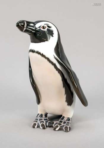 Standing black-footed penguin, Bing