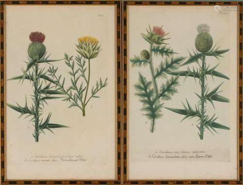 PAIR OF BOTANICAL PRINTS WITH PARQUETRY FRAME