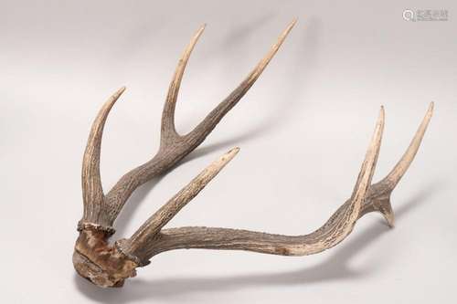 Pair of Antlers,