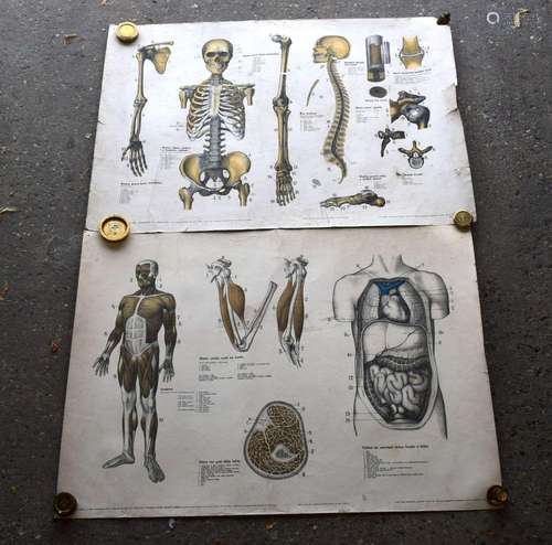 A pair of mid-century Czechoslovakian anatomical education p...