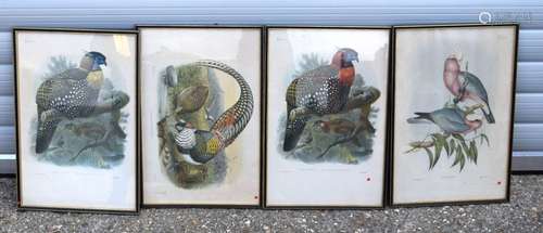 FOUR BIRDS OF PARADISE PRINTS. 50 cm x 35 cm. (4)