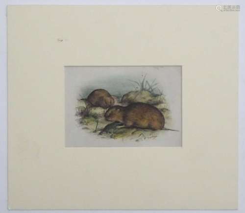 Eric Gorton, 20th century, Watercolour and ink, Orkney vole,...