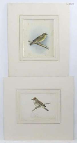 Eric Gorton, 20th century, Ornithological School, Watercolou...