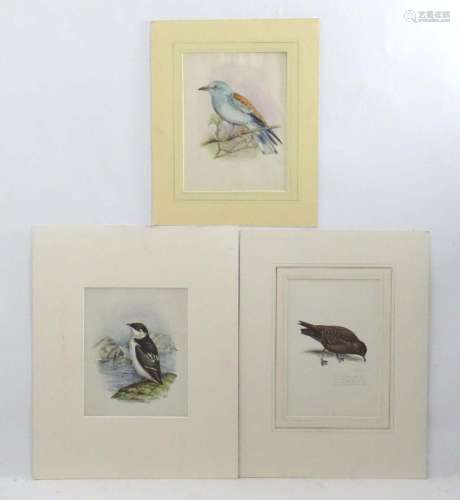 Eric Gorton, 20th century, Ornithological School, Watercolou...