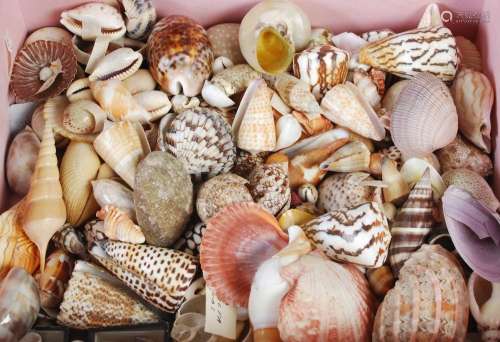 A collection of early 20th century Mollusca seashells, once ...