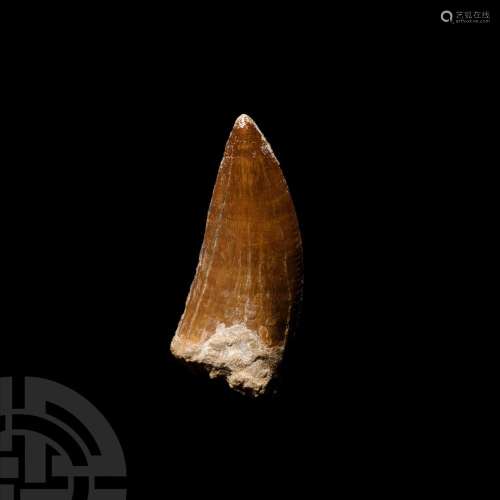 Large Fossil African 'T-Rex' Dinosaur Tooth