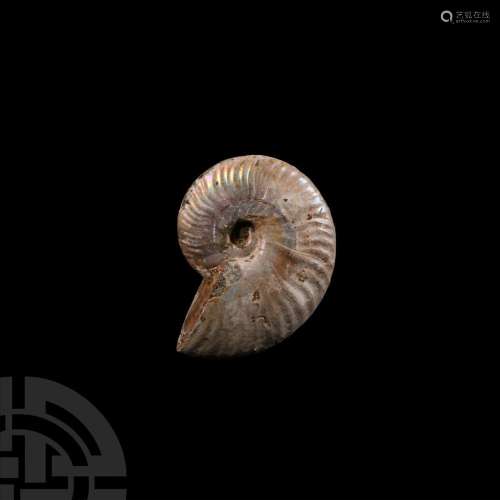 Natural Iridescent Fossil Ammonite