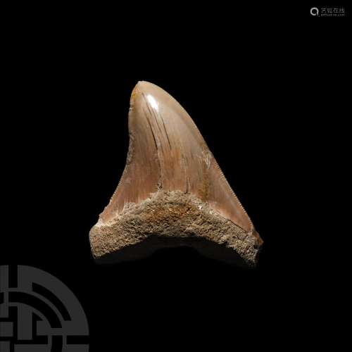 Megalodon Giant Shark Fossil Tooth