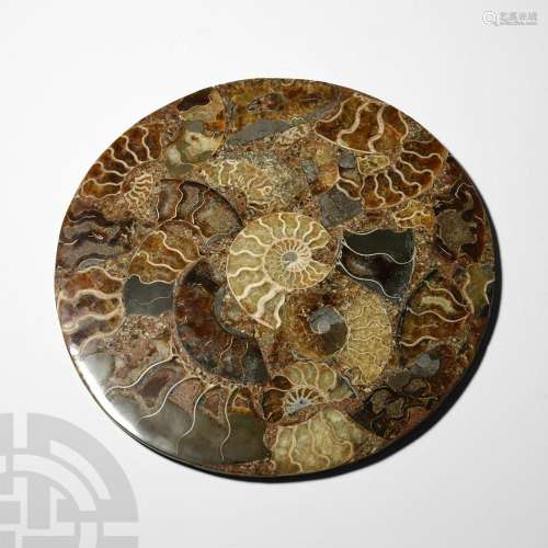 Cut and Polished Fossil Ammonite Plate
