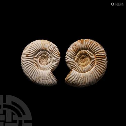 Fossil Ammonite Group