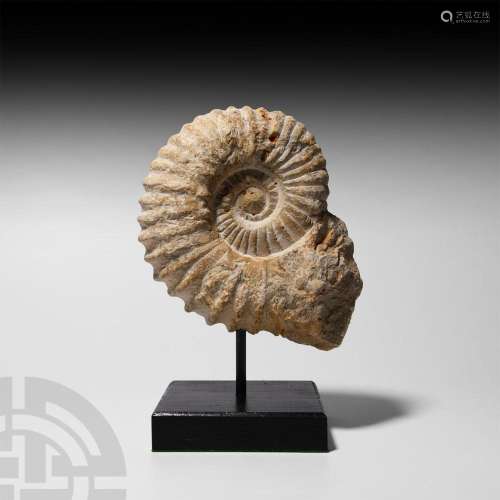Acanthoceras Fossil Ammonite