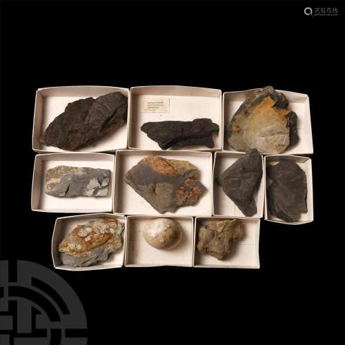 Mixed Large Historic Fossil Collection