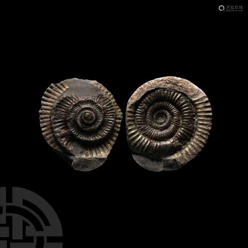 'Whitby Dac' Fossil Ammonite Nodule