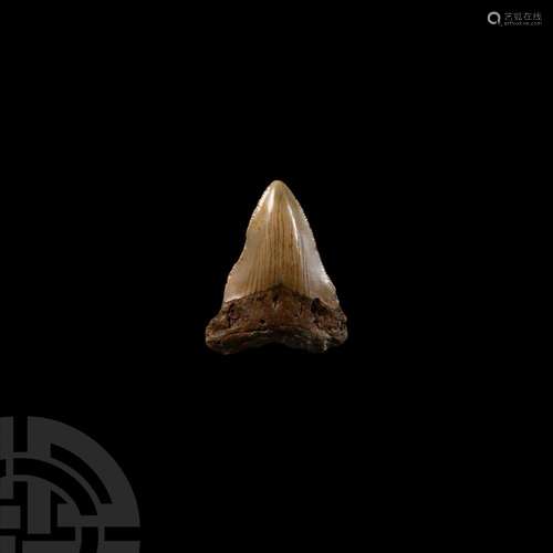 Megalodon Giant Shark Fossil Tooth