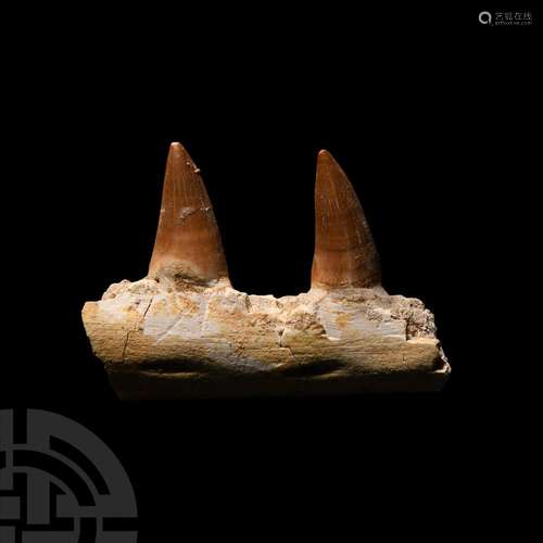 Large Fossil Mosasaur Marine Dinosaur Jaw Section