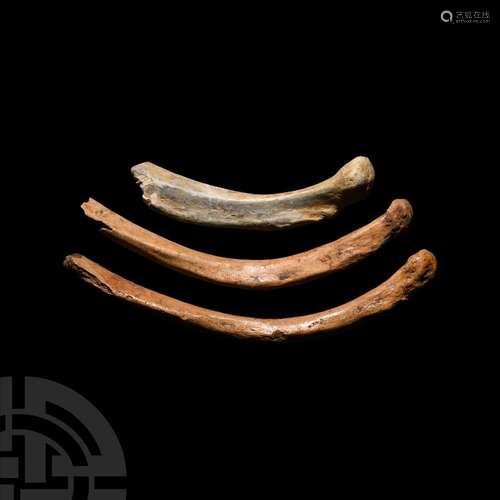 Fossil Cave Bear Rib Bone Group