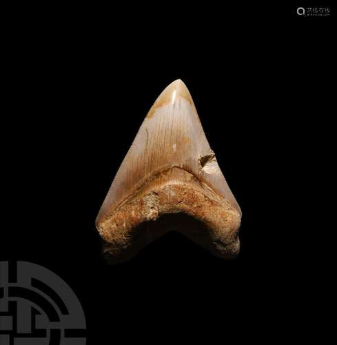 Megalodon Giant Shark Fossil Tooth