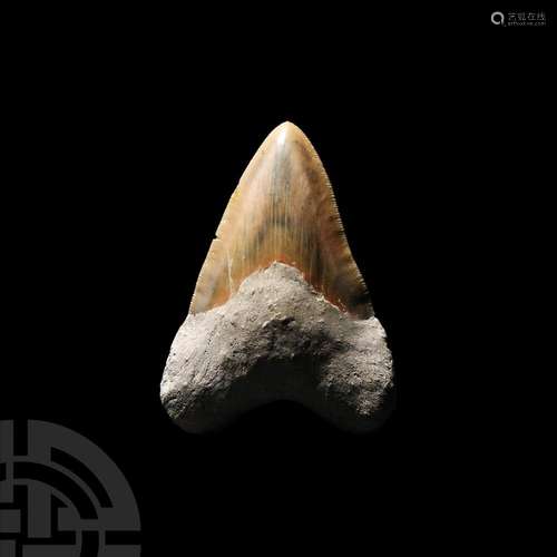 Megalodon Giant Shark Fossil Tooth