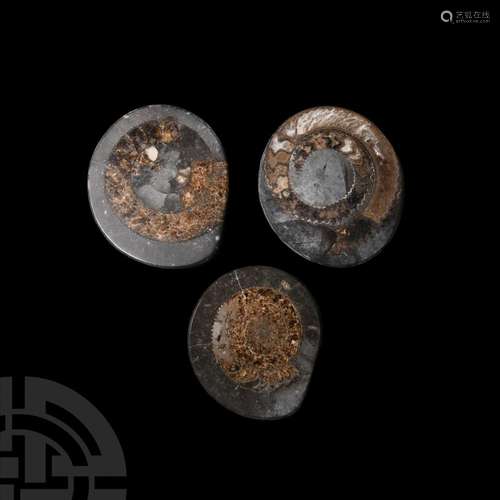 Polished Fossil Whitby Ammonite Collection