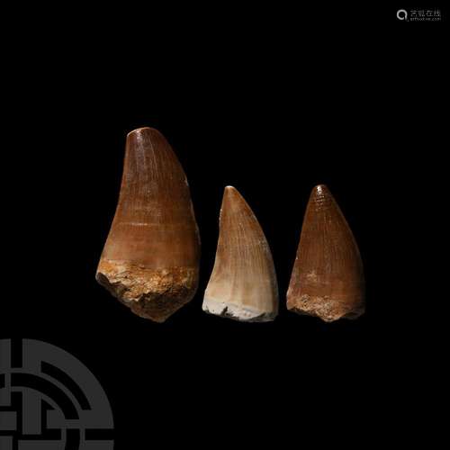 Fossil Plesiosaur Marine Dinosaur Tooth Group