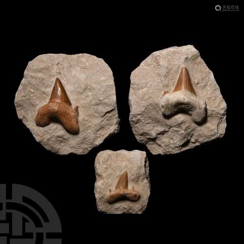 Fossil Otodus Shark Teeth on Rock Group