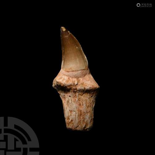 Large Fossil Mosasaur Marine Dinosaur Tooth with Root