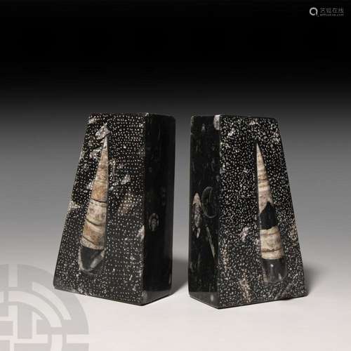 Polished Fossil Goniatite Book End Pair