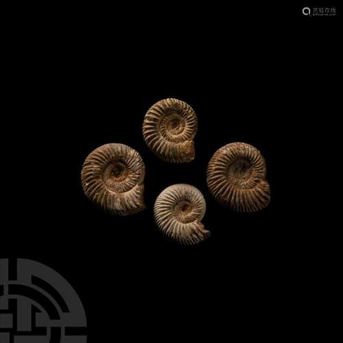 White Fossil Ammonite Group