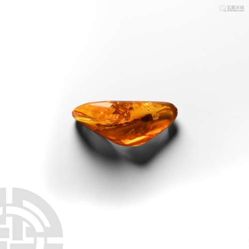 Polished Baltic Amber with Diptera Insect