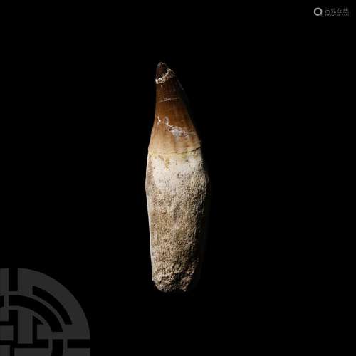 Large Mosasaur Fossil Tooth with Root